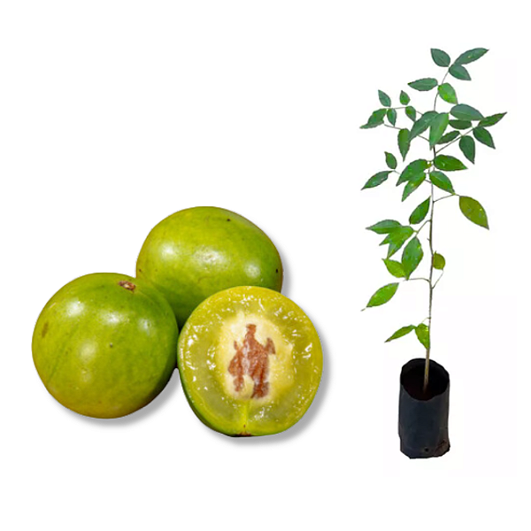 Muda Umbu Fruteira da Caatinga