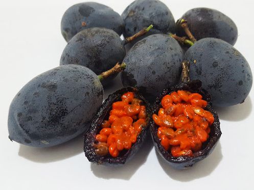 Muda Maracujá Doce Azul-Polpa Laranja ( Passiflora morifolia )
