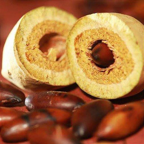 Muda da Castanha Baru
