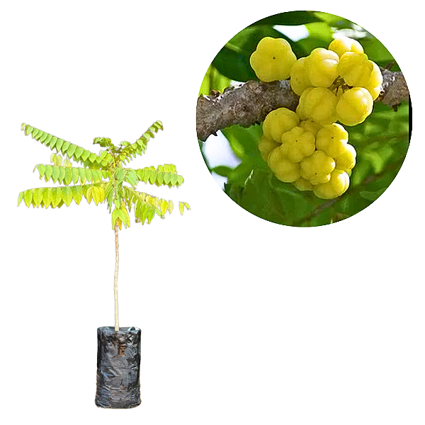 Muda Groselha da India Ou Star Gooseberry-Produz em Vaso