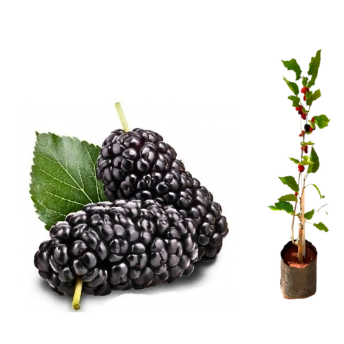 Muda Amora Gigante Italiana (Morus Nigra)