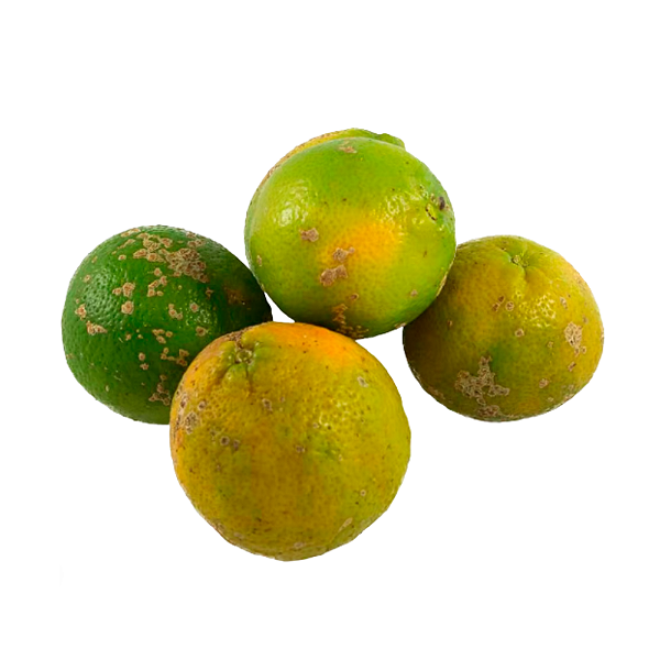 Muda Limão Cravinho Enxertado (Bonsai) - Produzindo - Exclusivo no Brasil