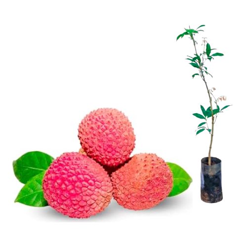 Muda Lichia Kwai Mai Pink para Climas Quentes (Litchi chinensis) - Para Climas Tropical
