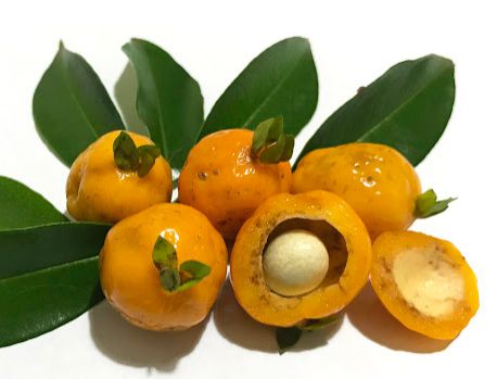 Muda cereja Amarela ou Do serrado ( Eugenia heringeriana )