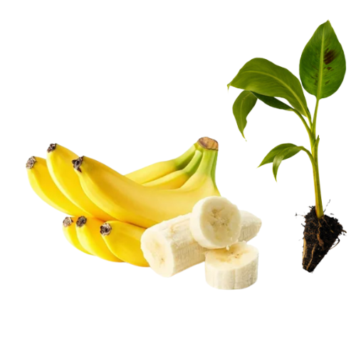 Muda Banana Maça BRS Princesa Certificada