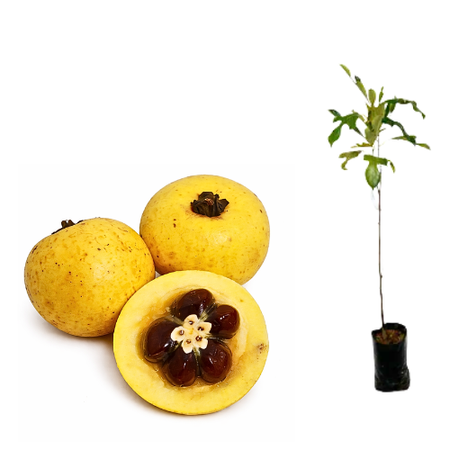 Muda Abricó Da Praia (Mimusops commersonii)