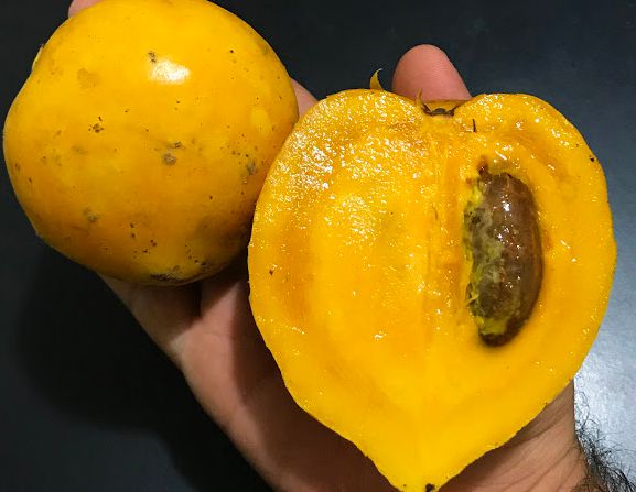 Muda Mangostão Amarelo - (Garcinia Cochinchinensis)