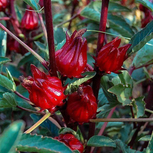 Muda  Hibisco  de chá da India Medicinal
