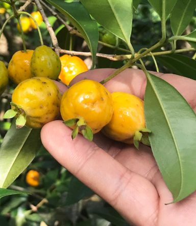 Muda Cereja Amarela ou Grumixama Amarela