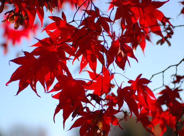 Muda Acer Palmatum ou Momiji - Cor Outonal Vermelha