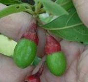 Muda  canela-preta  Ocotea catharinensis