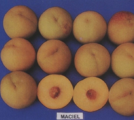 Muda Pêssego Maciel Enxertado