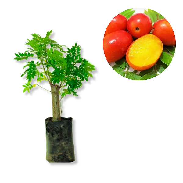 Muda Seriguela Clone - Já pode Produzir