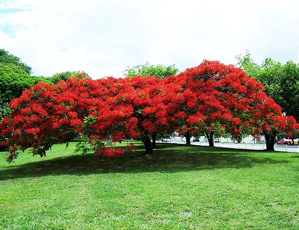 Muda de Árvore Flor Flamboyant