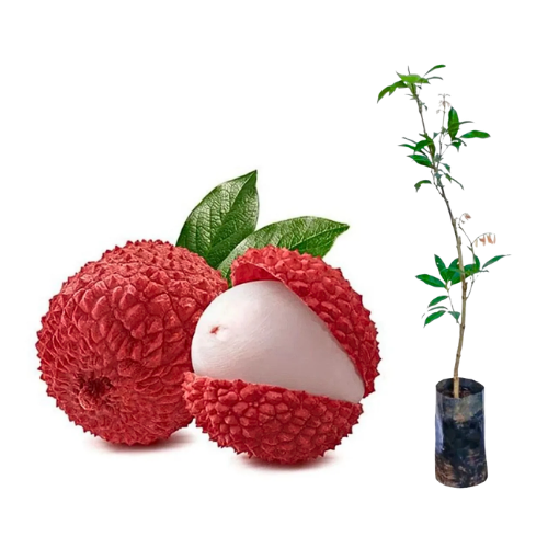 Muda de Lichia Begal Enxertada por Alporque – Ideal para Climas Quentes