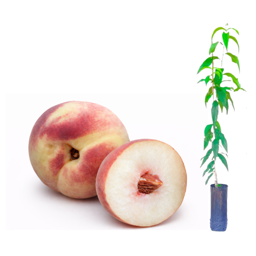 Pêssego BRS Fascínio Embrapa enxertado Preste a Produzir