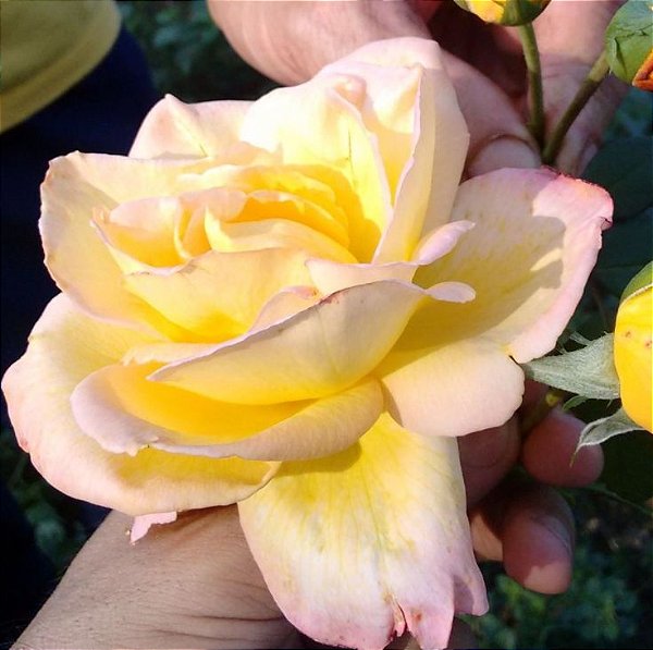 Muda Rosa Amarela Mesclada Enxertada Preste a dar flor