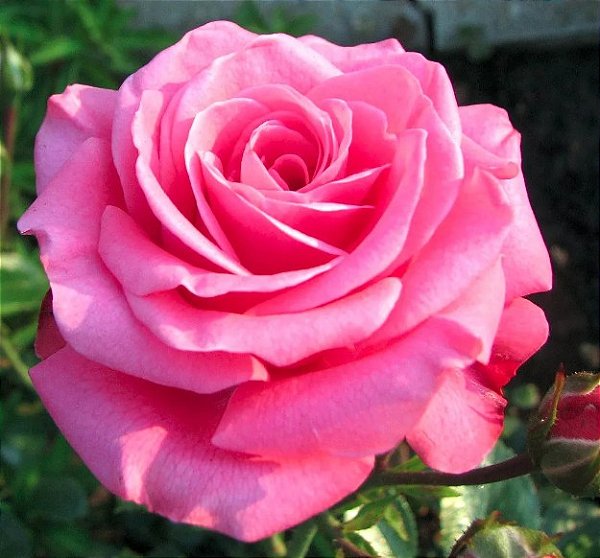 Muda Rosa Pink Enxertada - Prestes a dar Flor