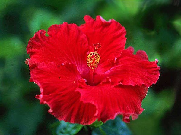 Muda Hibisco Hibiscus Vermelho - Prestes a dar flor