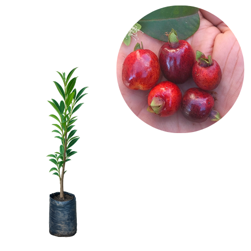 Muda de Cereja do Rio Grande