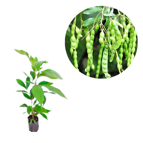 Muda de Ingá Feijão - Inga marginata