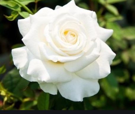 Muda Rosa Branca Enxertada Preste a dar flor