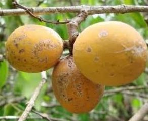 Muda gulosa-da-mata-atlântica ou Salacia elliptica