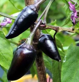 Muda Pimenta Preta  Hungara Black
