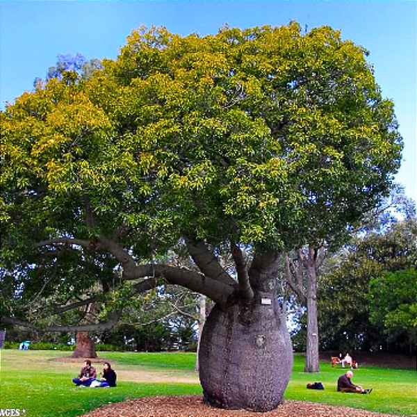 Muda Árvore Garrafa de Queensland - Brachychiton Rupestris