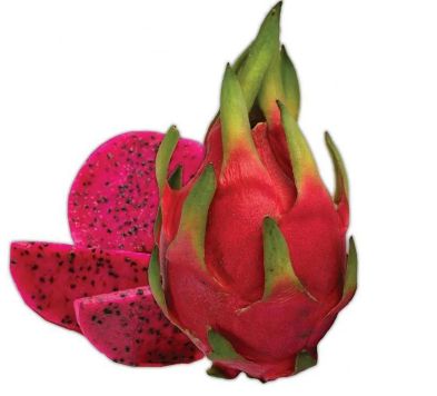 Muda  Pitaya vermelha Promoção- 6 estaca