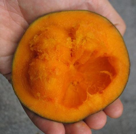Muda De Sapota Do Peru Ou Sapota Solimões
