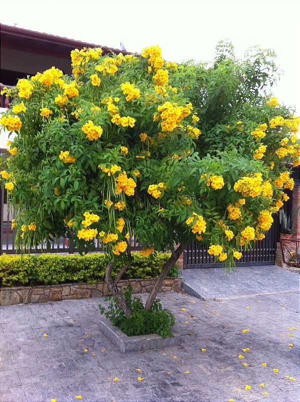 Muda De Ipê Amarelo Mirim (de Jardim) Anão-Dancruz Plantas - Dancruz Plantas