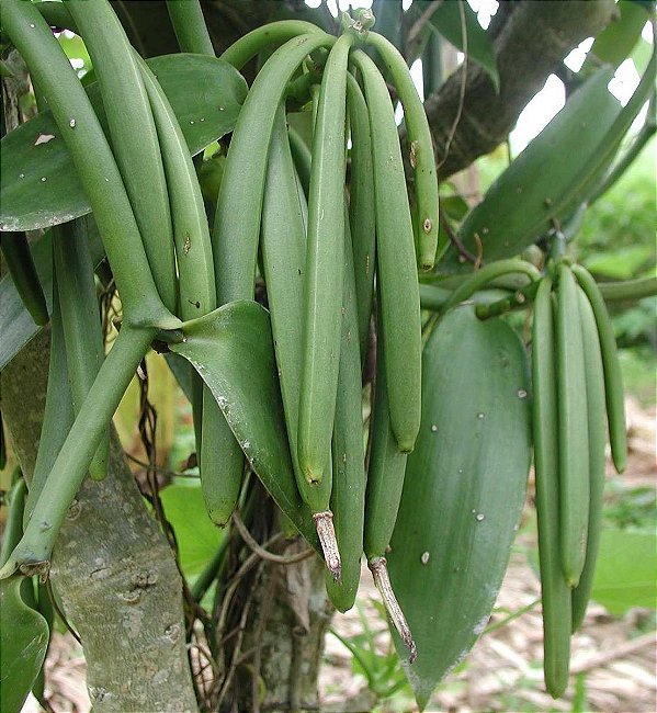 Muda Baunilha  (Vanilla planifolia) clonada de estaca