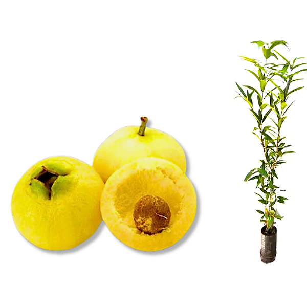 Muda De Jambo Amarelo