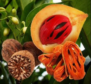 Muda Noz-Moscada (Myristica fragans)
