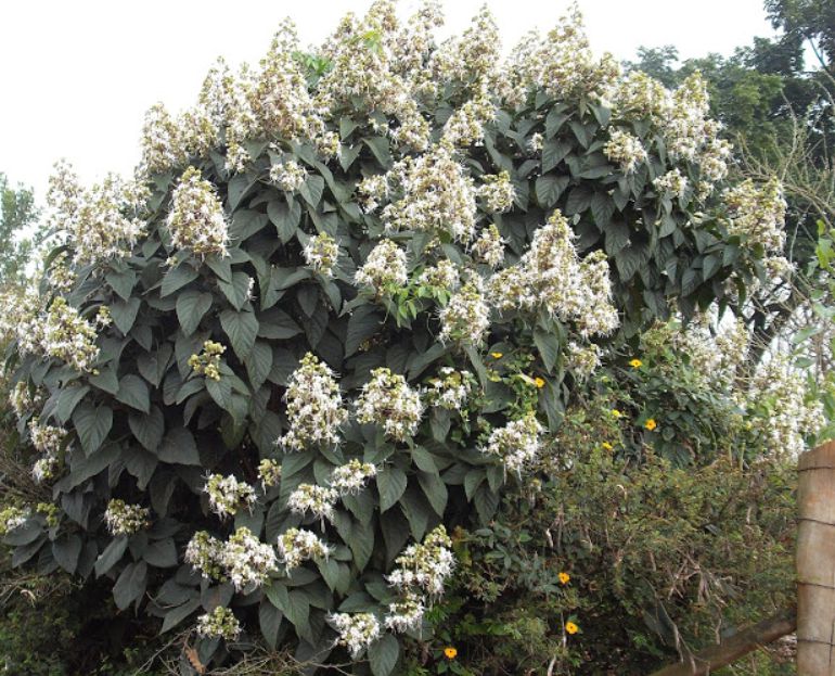 Muda Clerodendro Branco perfumado