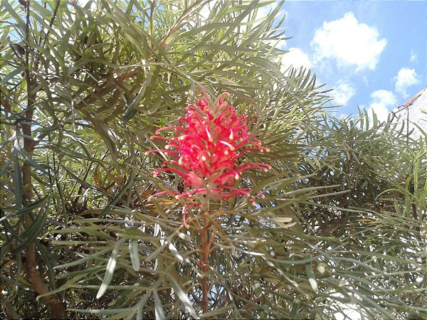 Mudas De Grevilha - Grevilea Robusta
