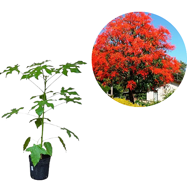 Muda Árvore de Fogo - Novidade no Brasil