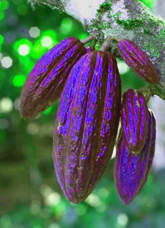 Muda Cacau Azul da Amazônia – Theobroma (spruceanum) sylvestre
