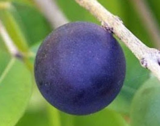 Muda Jabuticaba Azul - Myrciaria Vexator - Exótico