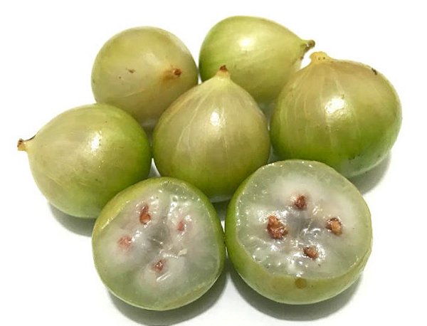 Muda Jabuticaba Branca ( Plinia ( Myrciaria ) aureana