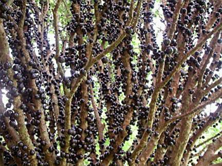 Muda Jabuticaba Sabará - Muda ENXERTADA - 1,5 metro