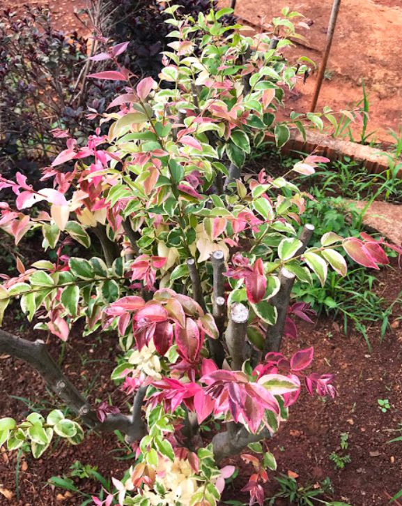 Muda Jabuticaba Paulista Variegata – Plinia cauliflora “Variegata”-Enxertada