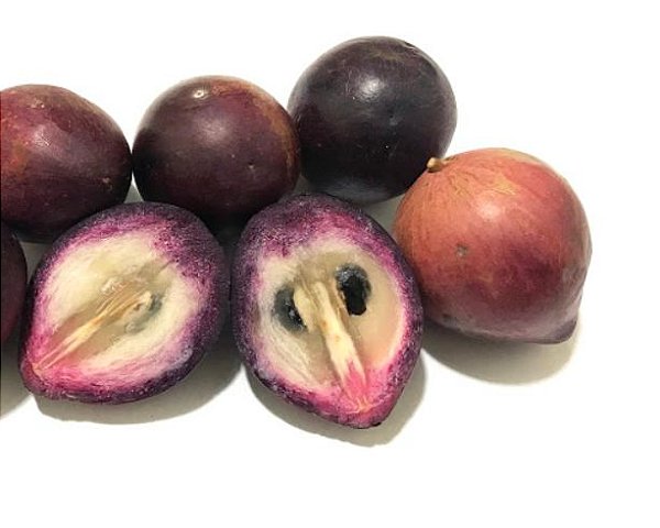 MUDA ABIO ROXO ou CAINITO PARA VASO