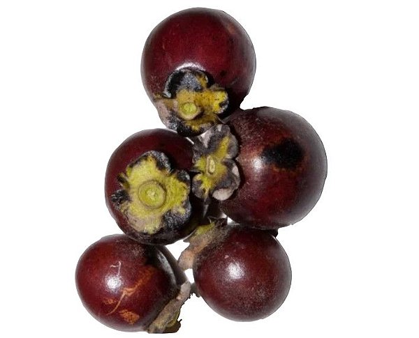 Muda Mini-Caqui da Mata Atlântica – Caquizinho Marron Para vaso