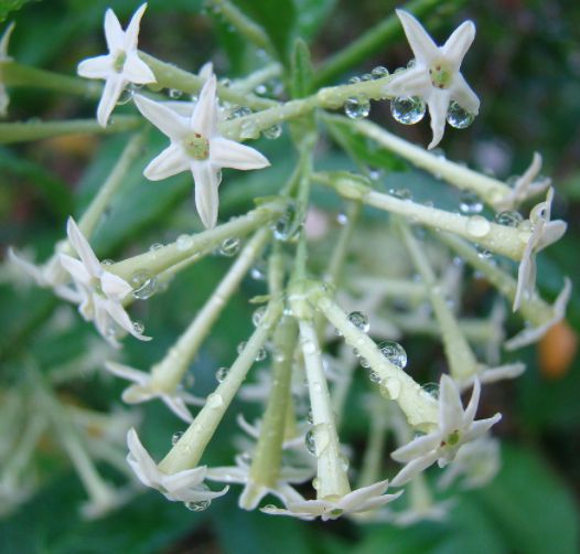 Muda Dama da Noite  – Cestrum nocturnum flor Branca