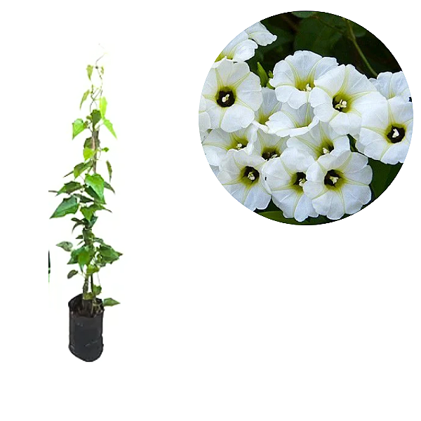 Muda Flor Manto Branco ou Lençol Branco– Turbina corymbosa