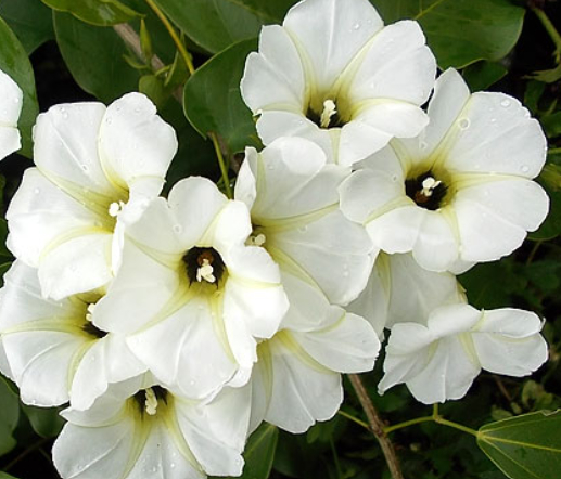 Muda Flor Manto Branco  ou Lençol Branco– Turbina corymbosa