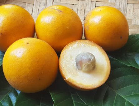 Muda Abio Piloso ou Guapeva ( Pouteria torta )