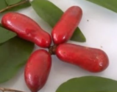 Muda Araticum Salsicha (Meiogyne Cylindrocarpa) - Novidade no Brasil